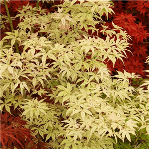 Acer Palmatum 'Ukigomo'